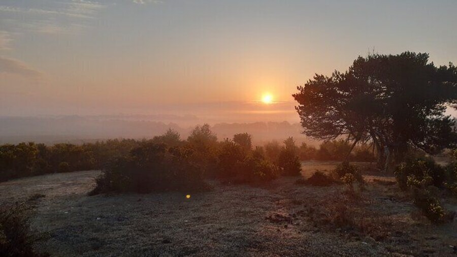 Guided Walking Tour of New Forest National Park in Hampshire