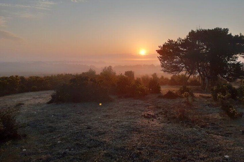 Guided Walking Tour of New Forest National Park in Hampshire