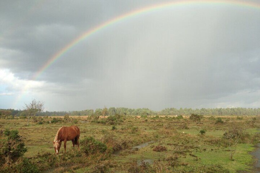 Guided Walking Tour of New Forest National Park in Hampshire