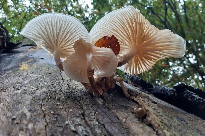 Guided Walking Tour of New Forest National Park in Hampshire