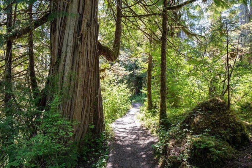 Old-growth cedar