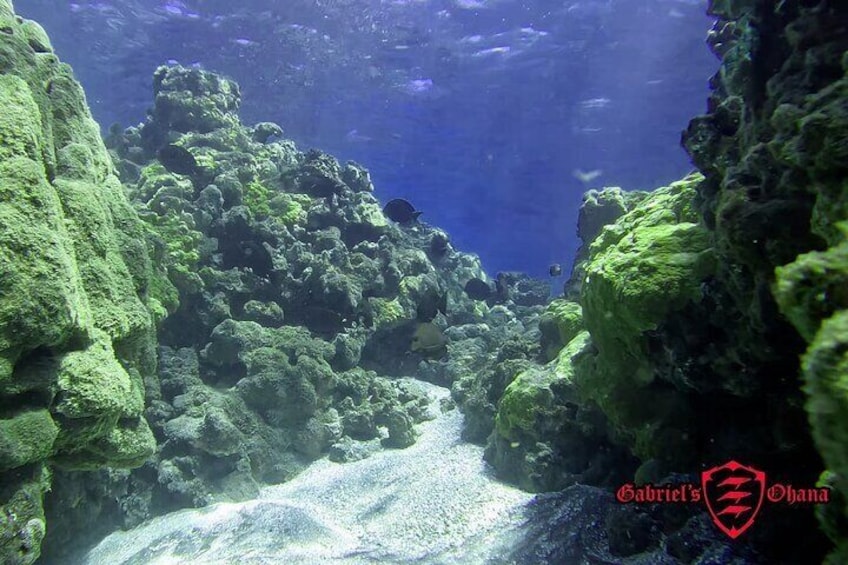Clear Kayak Tour in Maui