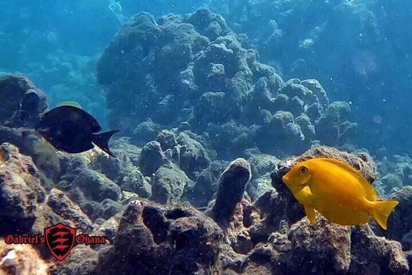 Clear Kayak Tour in Maui