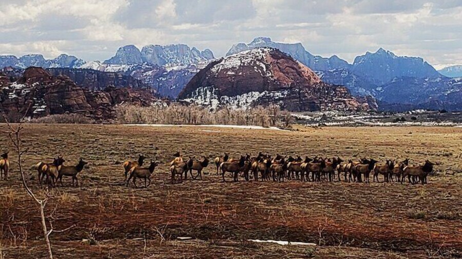 Zion National Park/Kolob Terrace Private 1/2 Day Sightseeing Tour
