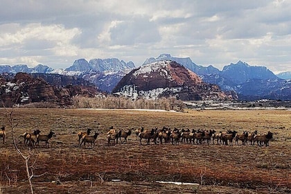Zion National Park/Kolob Terrace Private 1/2 Day Sightseeing Tour