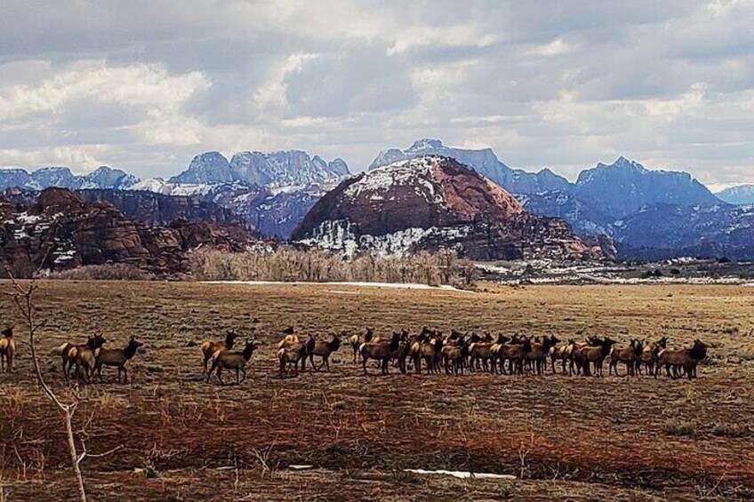Zion National Park/Kolob Terrace Private 1/2 Day Sightseeing Tour