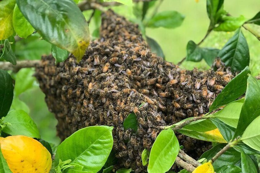 Private 2-Hour Beekeeping Classroom Tour in Honokaa