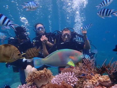 Upptäck korallrevet med dykning