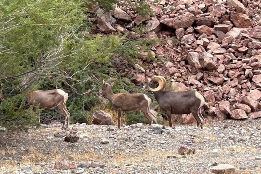 Colorado River Small Group Sunrise Tour