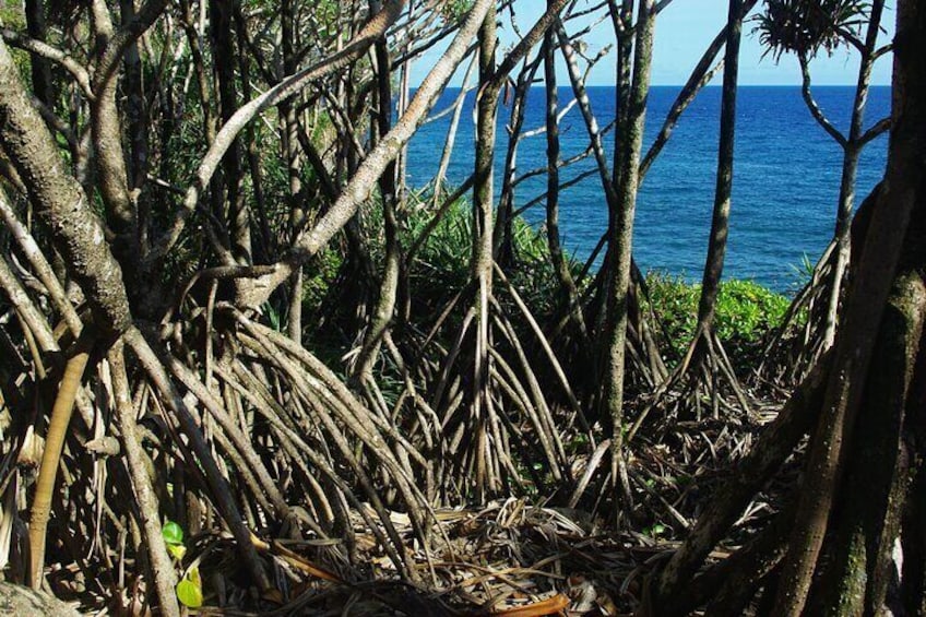 National Park Lava Cliffs and Black Sand Beach