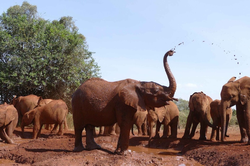 Picture 5 for Activity Nairobi National Park Tour Plus Elephant & Giraffe Centers