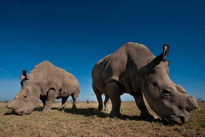ナイロビ国立公園ツアー、キリン、肉食動物カレン ブリクセン