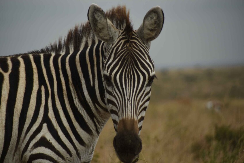 Picture 5 for Activity Nairobi National Park Tour, Giraffe, Carnivore Karen Blixen