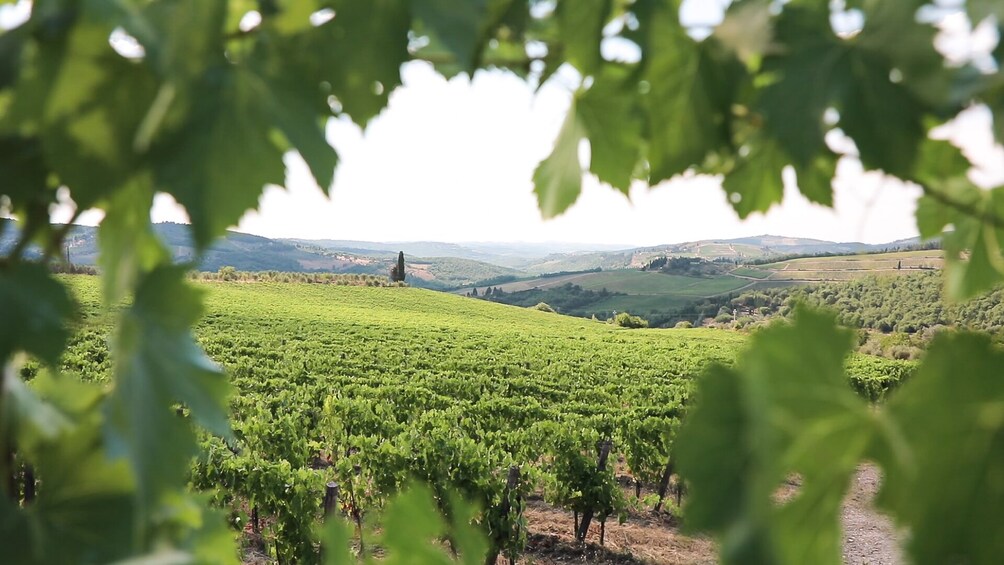 Exploring Chianti by Electric Vespa - Self Drive