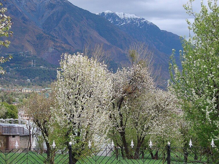 9-Day Wellness Camp In the Breathtaking Valley of Flowers at Binsar