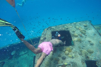 Barbados simma, snorkla och djurliv erfarenhet