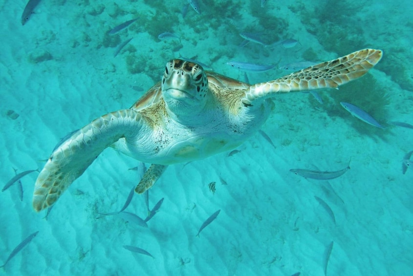 Barbados Swim, Snorkel and Wildlife Experience