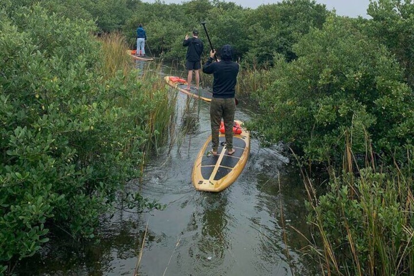 Mangrove canals are awesome!!