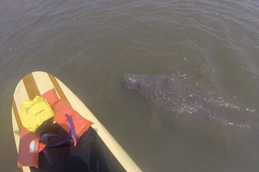 Another friendly manatee coming by to say hello!