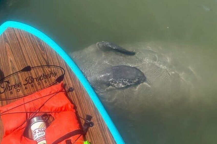 This manatee turned upside down to see the bottom of the board.