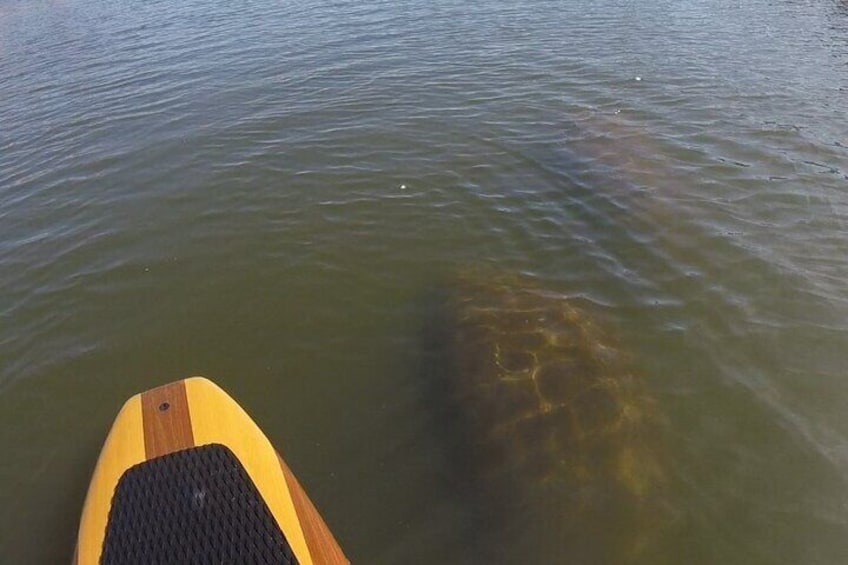 Two Manatees just cruising along side us for quite some time!