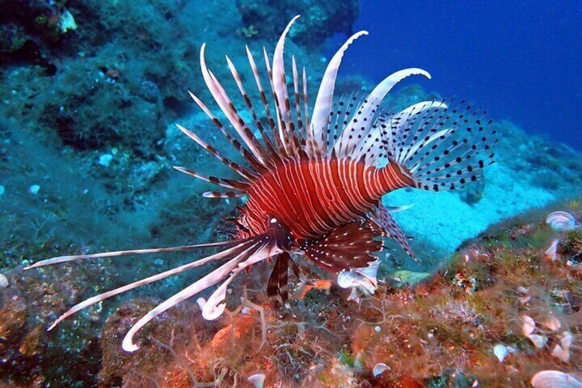 Discover Scuba Diving in the Caldera of the Volcano in Santorini