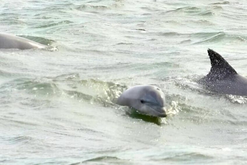 EARLY BIRD: Speed Boat & Dolphin Cruise in Ocean City, MD