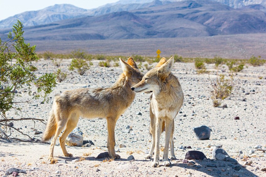 Death Valley Tour: Self-Guided Drive