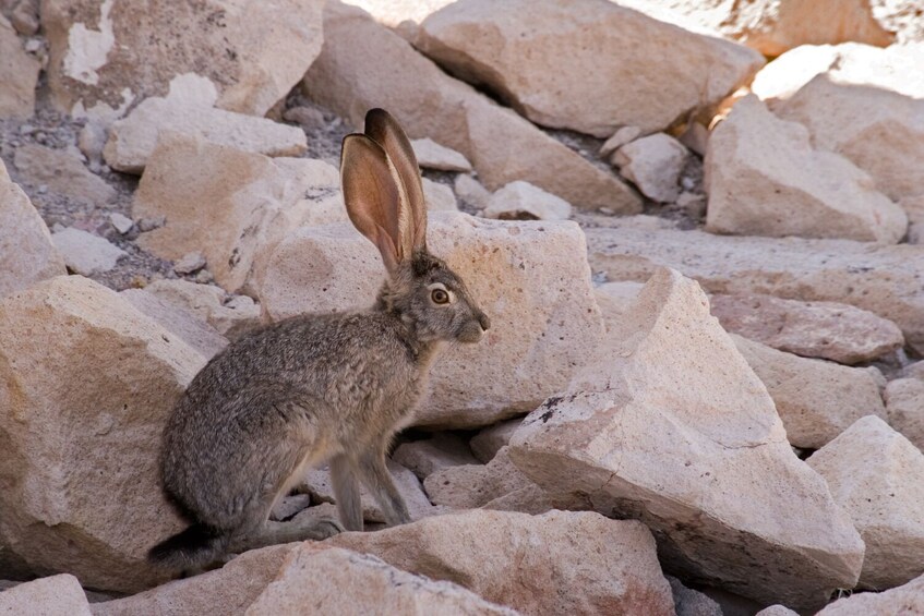 Death Valley Tour: Self-Guided Drive