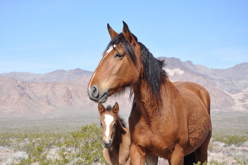 Death Valley Tour: Self-Guided Drive