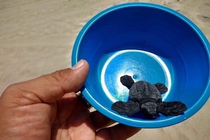 Baby Turtle Release And Horse Back Riding Tour