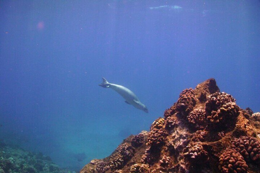 Kauai's Ultimate Na Pali Coast Zodiac Boat Snorkeling & Sea Cave Eco Tour