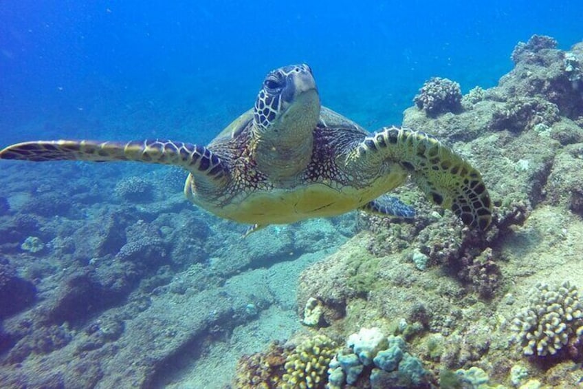 Kauai's Ultimate Na Pali Coast Zodiac Boat Snorkeling & Sea Cave Eco Tour
