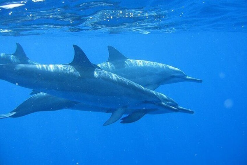 Kauai's Ultimate Na Pali Coast Zodiac Boat Snorkeling & Sea Cave Eco Tour