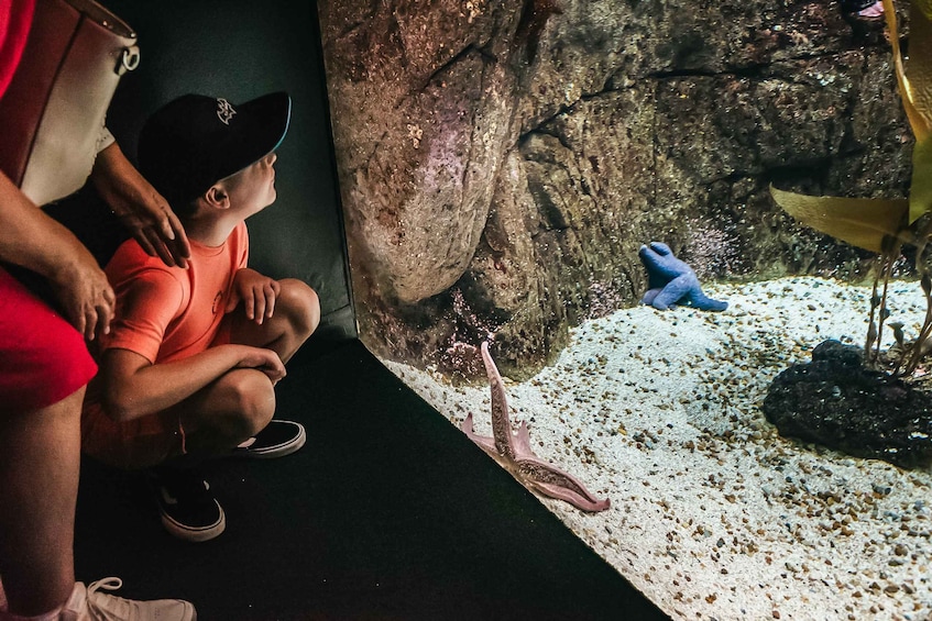 Picture 2 for Activity Lisbon: Oceanarium Of Lisbon Entrance Ticket