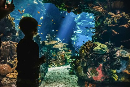 Lissabon: Eintrittskarte für das Ozeanarium von Lissabon