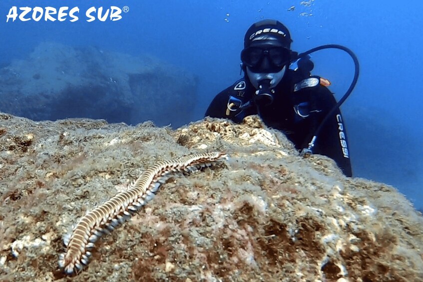Picture 2 for Activity Vila Franca Do Campo: Introduction to Scuba Diving Tour
