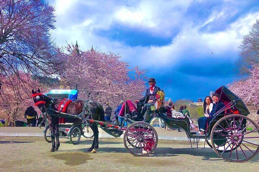 VIP Special Occasion Horse Carriage Ride in Central Park with Champagne (50 min)