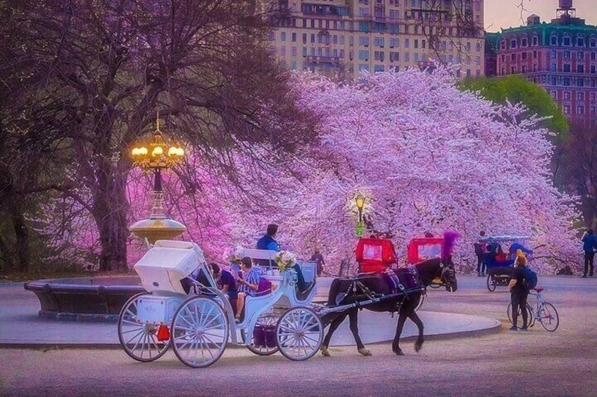 VIP Special Occasion Horse Carriage Ride in Central Park with Champagne (50 min)