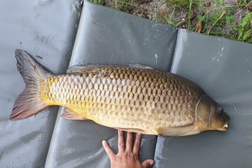 big common carp