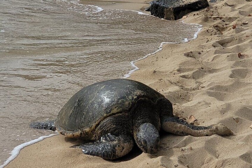 Full-Day Circle Island Guided Small-Group Tour of Oahu