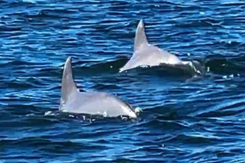 Dolphinately a GREAT time!