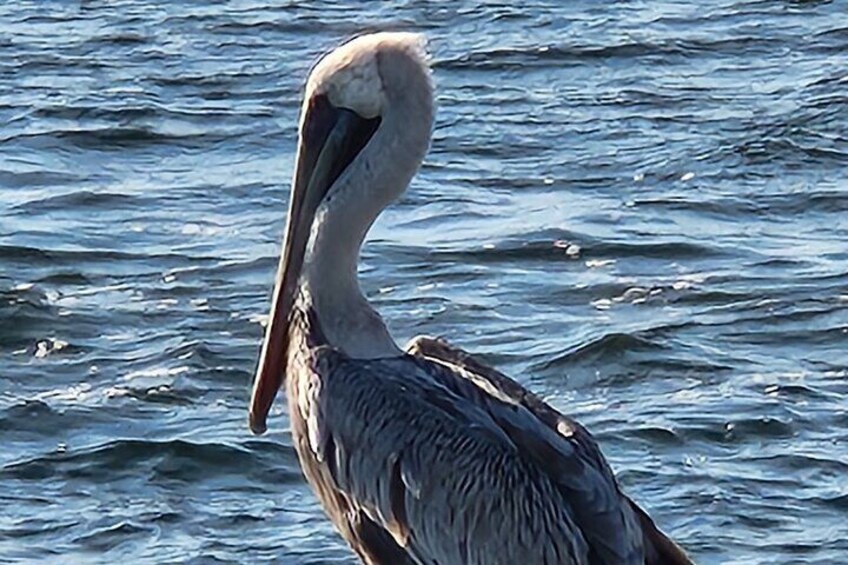 Pelicans in the bay