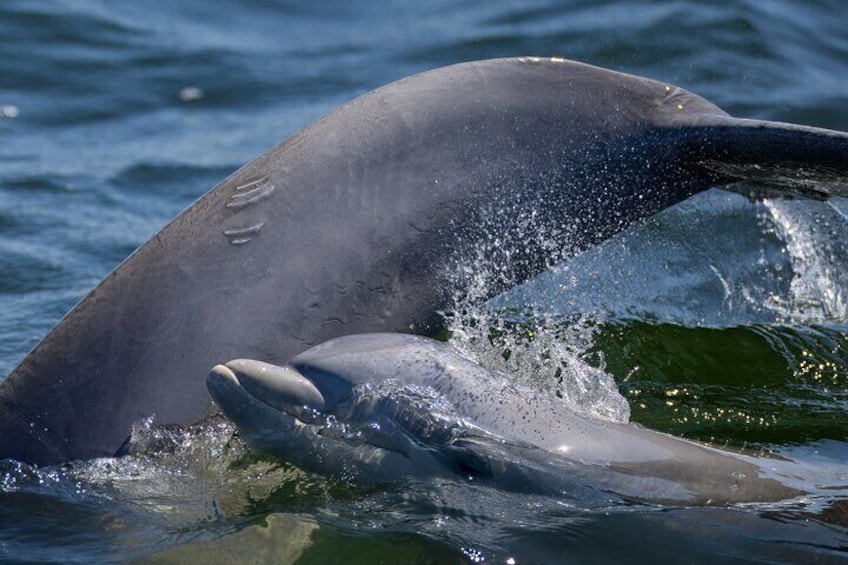 Dolphin Momma and baby . @Whitpics