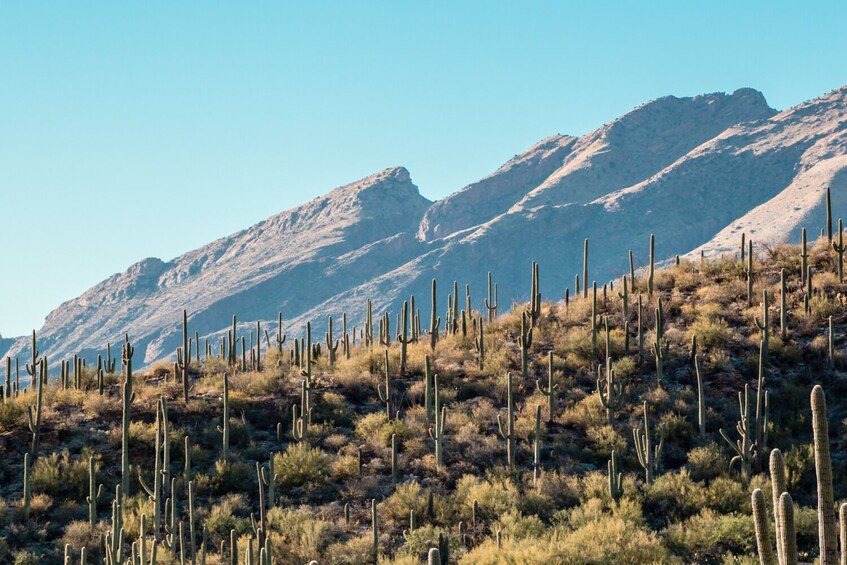 Arizona Tours: Self-Guided Driving Bundle (6+ Tours)