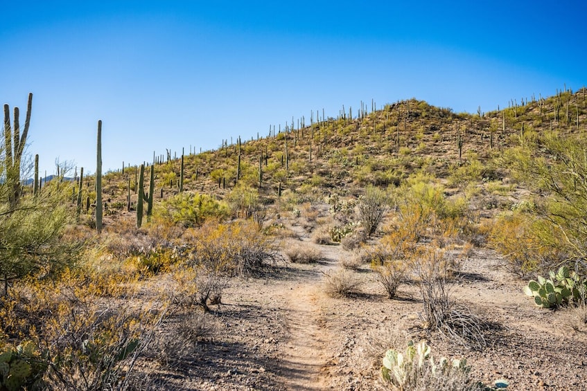Arizona Tours: Self-Guided Driving Bundle (6+ Tours)