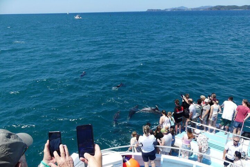 Hole in the Rock Scenic Cruise including Dolphins and Island stop