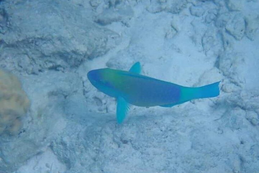parrotfish 