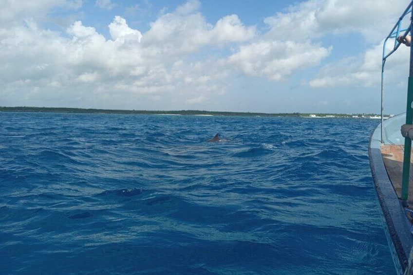 Swimming with Dolphins 