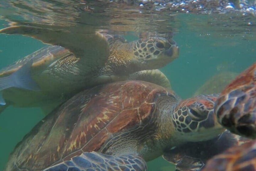 Swimming with Turtles on Natural Logon